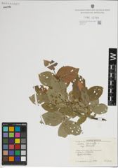 Foto von Salix lanata subsp. lanata L.